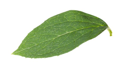 Fresh green jasmine leaf isolated on white