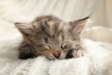 Cute kitten sleeping on white knitted blanket