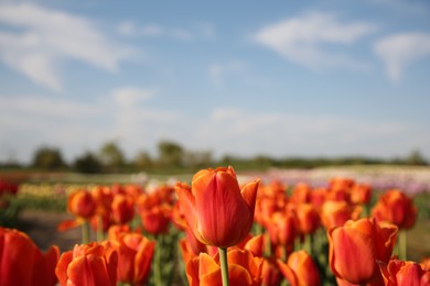 Photo of Beautiful colorful tulip flowers growing in field on sunny day