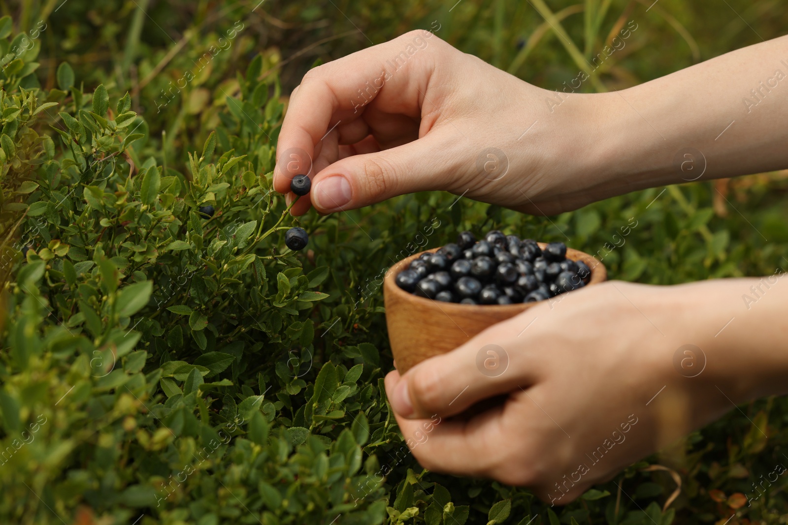 Photo of Woman picking up bilberries in forest, closeup