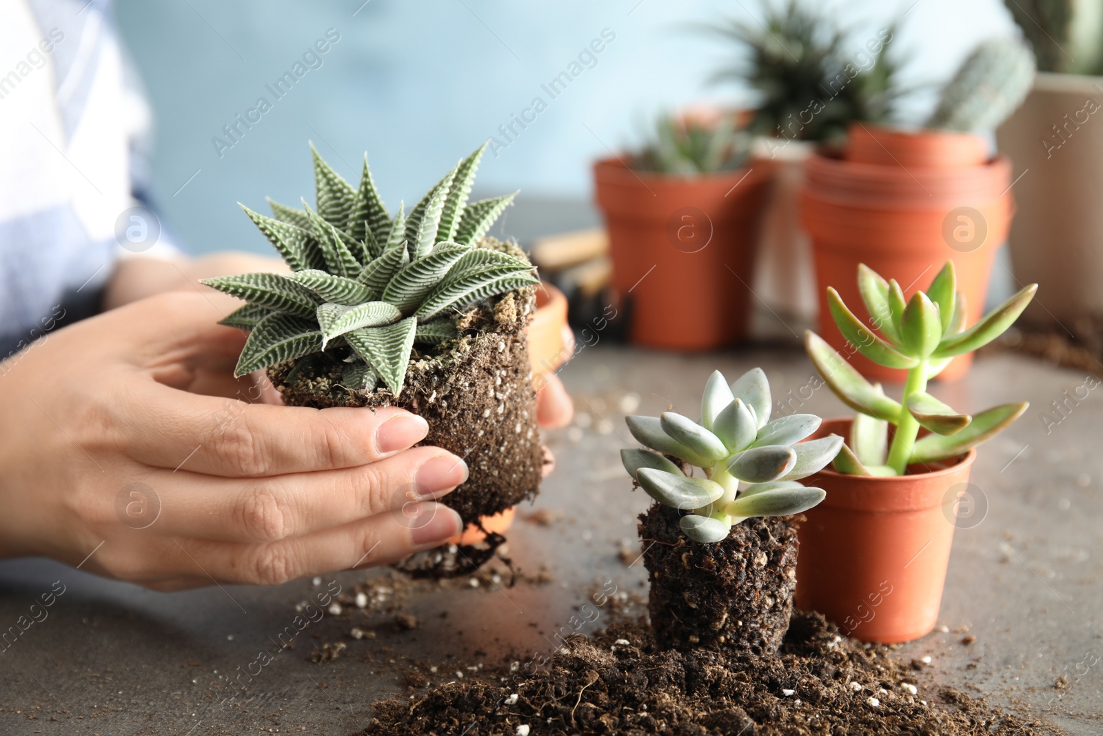 Photo of Woman transplanting home plant into new pot at table, closeup