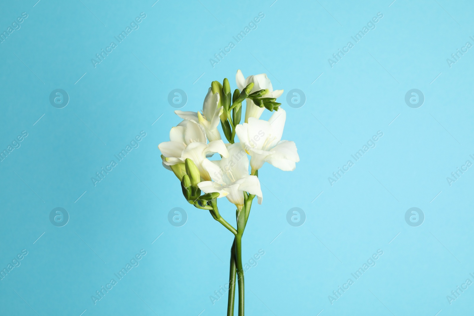 Photo of Beautiful freesia flowers on light blue background