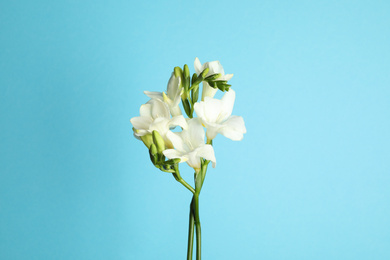 Beautiful freesia flowers on light blue background