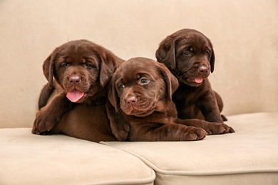 Chocolate Labrador Retriever puppies on soft sofa