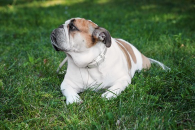 Photo of Funny English bulldog on green grass in park