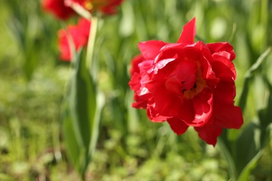 Photo of Beautiful red tulip growing outdoors on sunny day, closeup. Space for text
