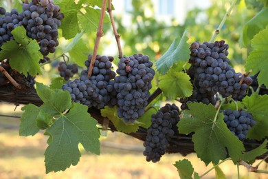 Photo of Delicious ripe grapes in vineyard. Harvest season