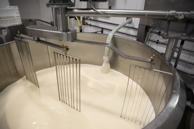 Pouring milk into curd preparation tank at cheese factory