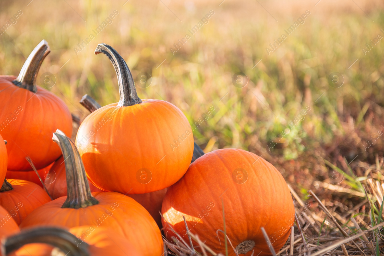 Photo of Many ripe orange pumpkins in field, space for text