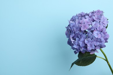 Photo of Branch of hortensia plant with delicate flowers on light blue background. Space for text