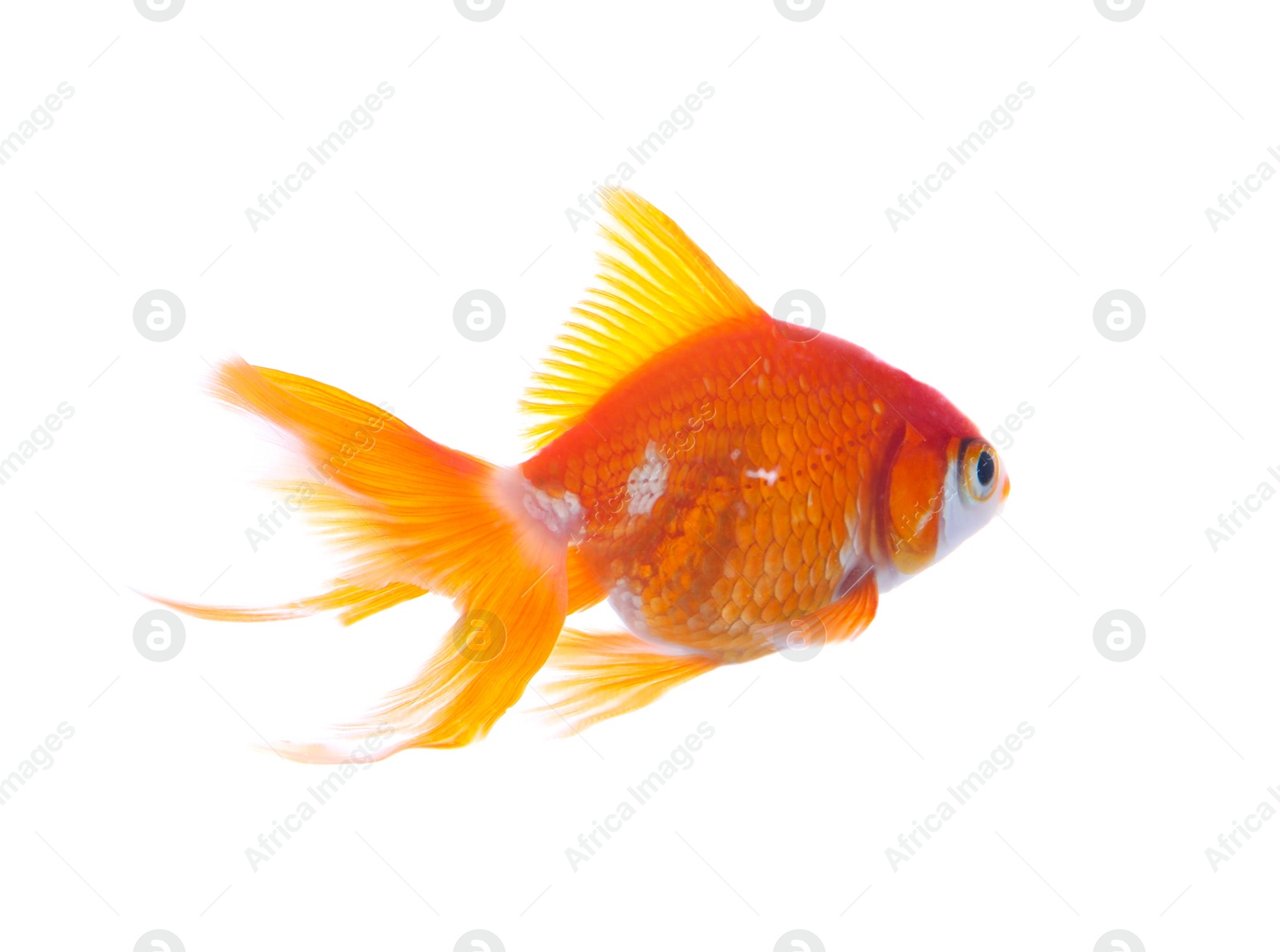 Photo of Beautiful bright small goldfish isolated on white