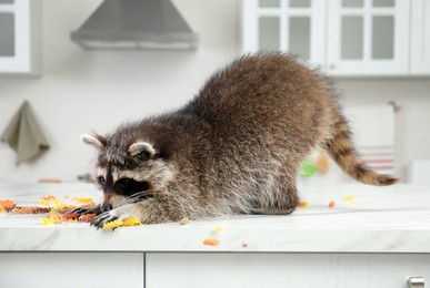 Photo of Cute mischievous raccoon playing with uncooked pasta on kitchen table