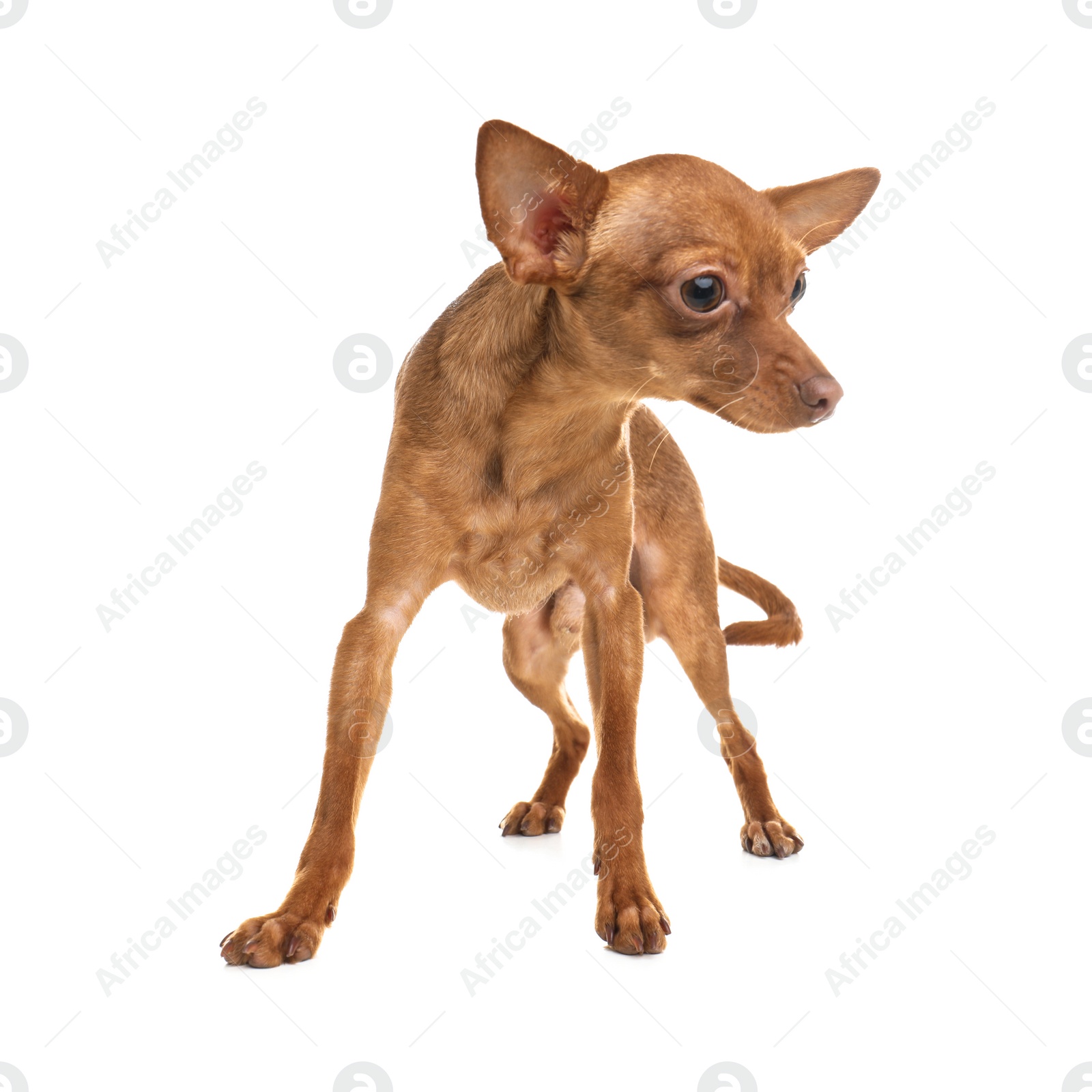 Photo of Cute toy terrier isolated on white. Domestic dog