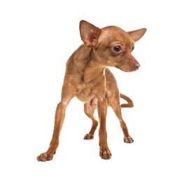 Photo of Cute toy terrier isolated on white. Domestic dog