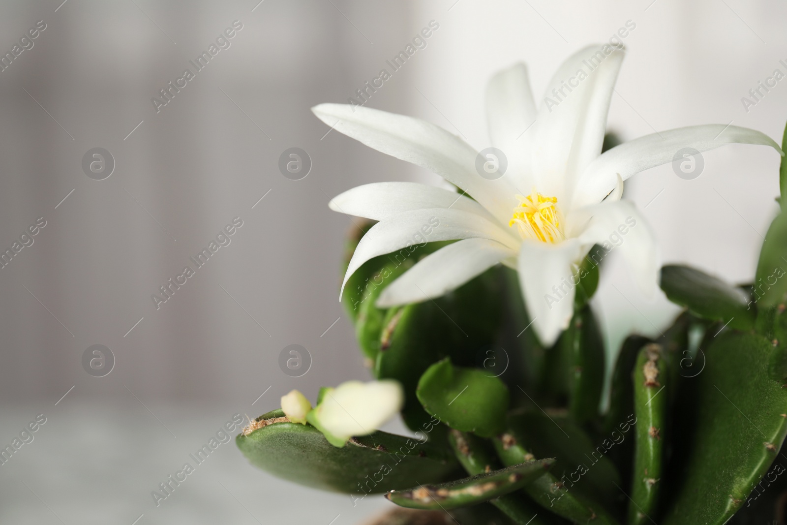 Photo of Beautiful blooming Schlumbergera (Christmas or Thanksgiving cactus) against light background, closeup. Space for text