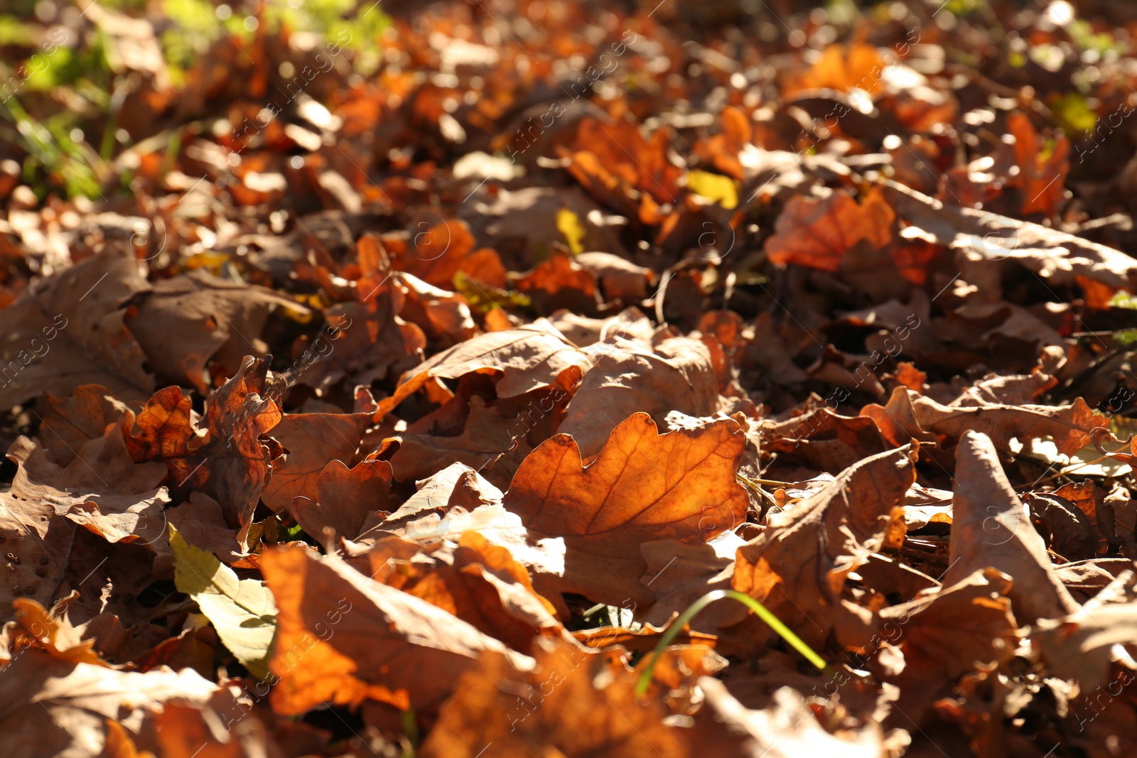 Photo of Pile of beautiful fallen leaves outdoors on sunny day