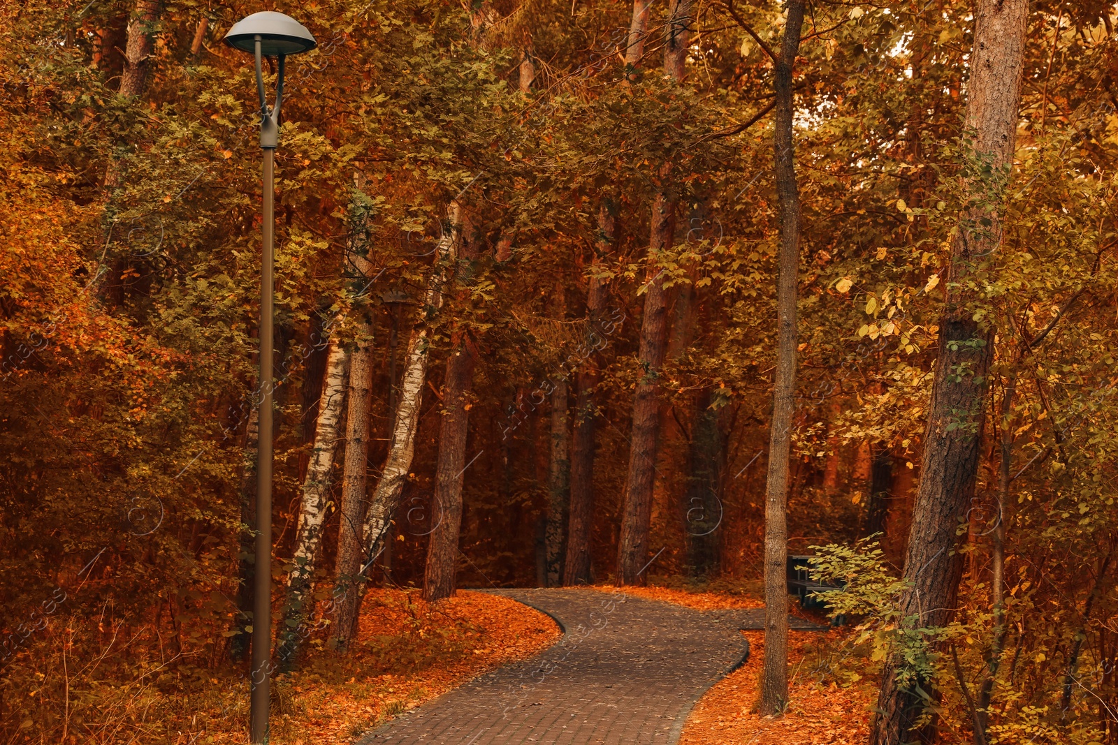 Photo of Many beautiful trees and pathway in autumn park