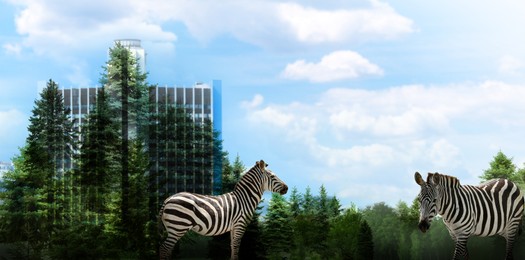 Double exposure of natural scenery with zebras and building, banner design