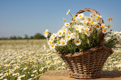 Basket with beautiful chamomiles on wooden table in field