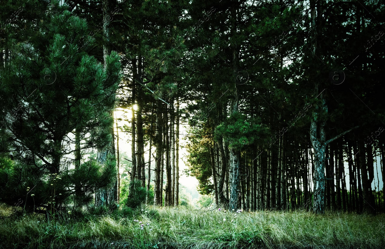 Photo of Beautiful view of pine forest. Fantasy setting