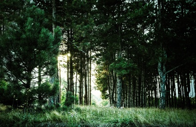 Photo of Beautiful view of pine forest. Fantasy setting
