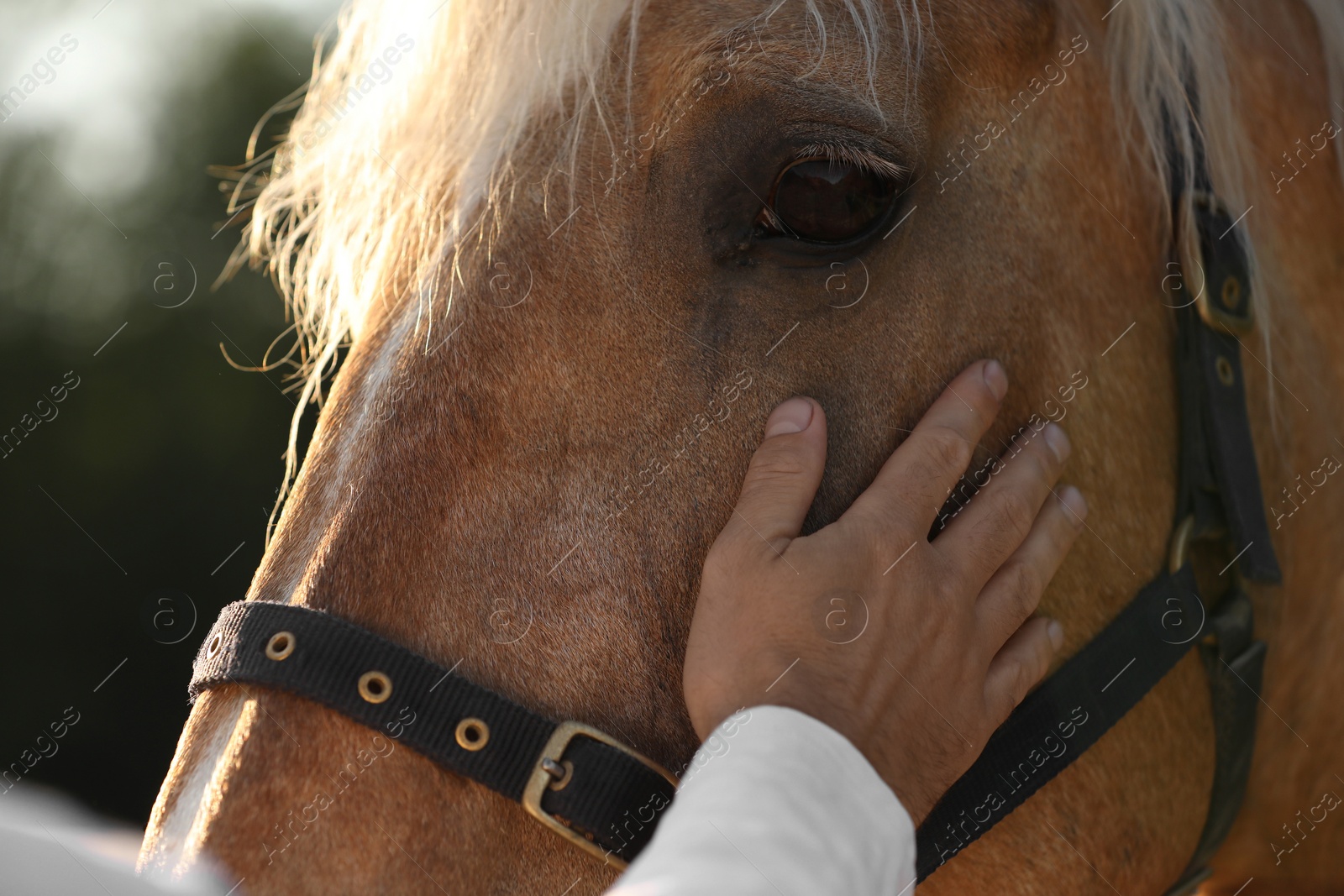 Photo of Man with adorable horse outdoors, closeup. Lovely domesticated pet