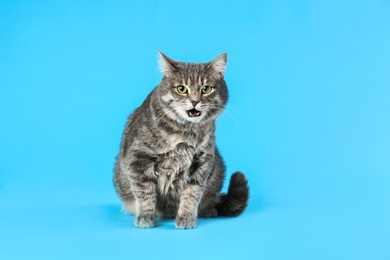 Cute gray tabby cat on light blue background. Lovely pet