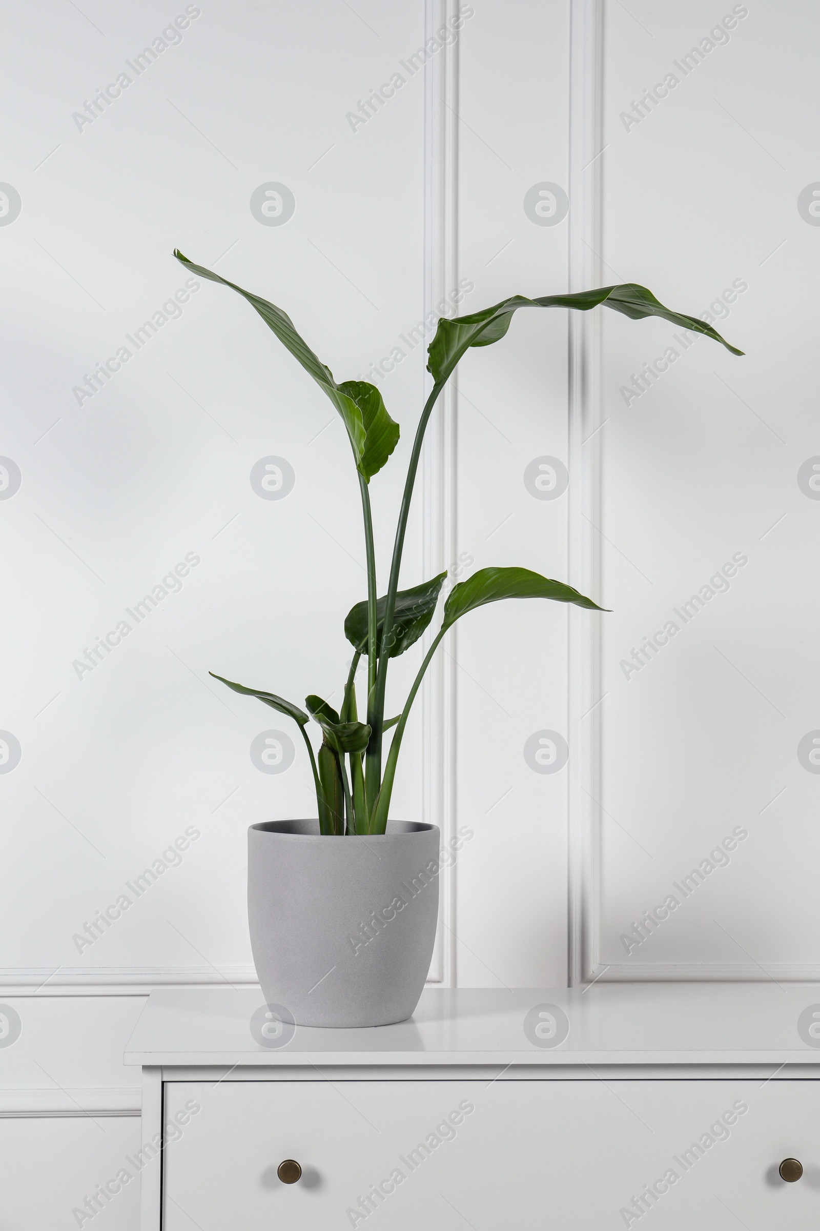 Photo of Potted strelitzia on chest of drawers near white wall. Beautiful houseplant