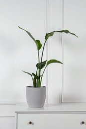 Photo of Potted strelitzia on chest of drawers near white wall. Beautiful houseplant