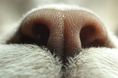 Cat, macro photo of nose. Cute pet