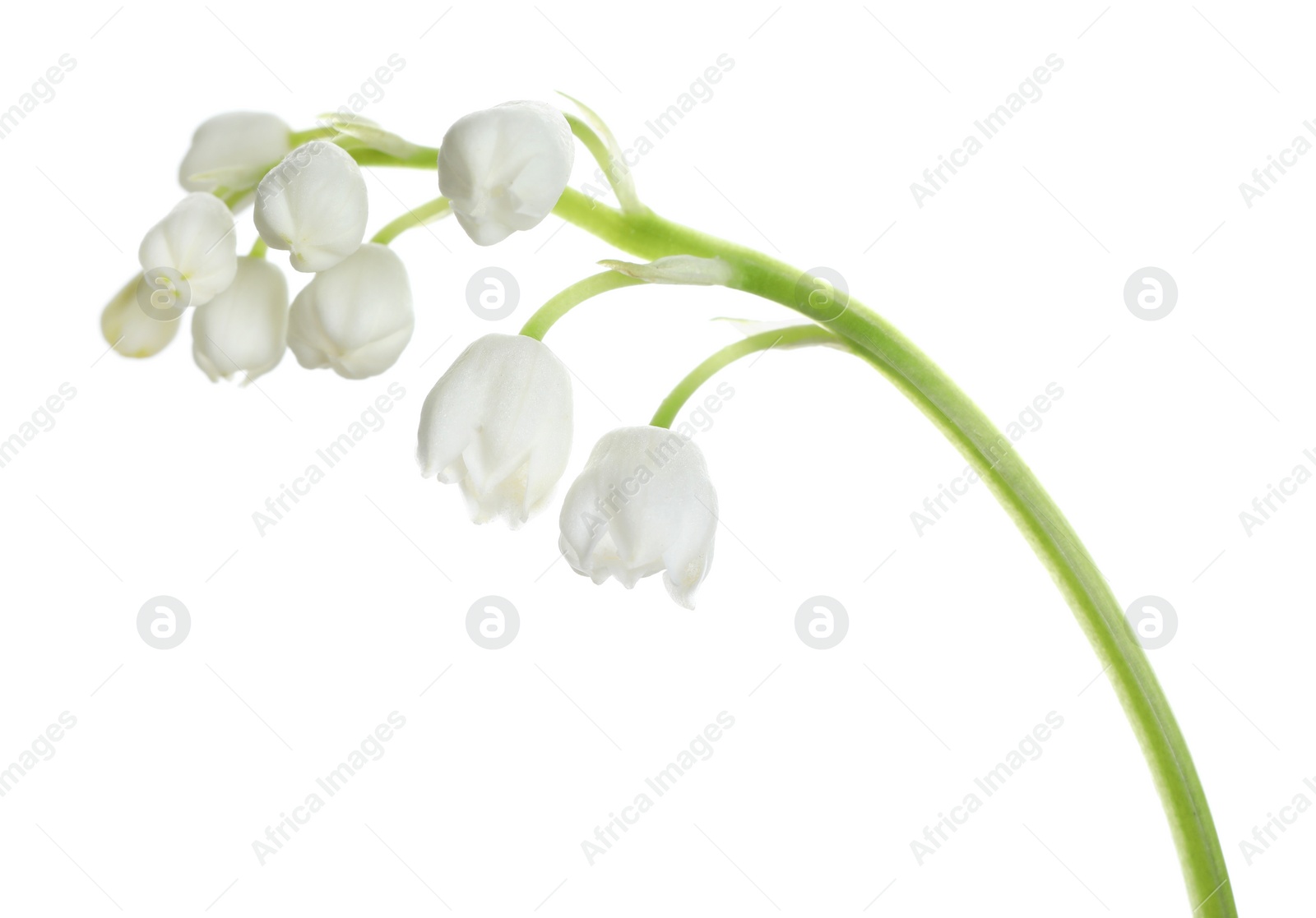 Photo of Beautiful lily of the valley flower on white background