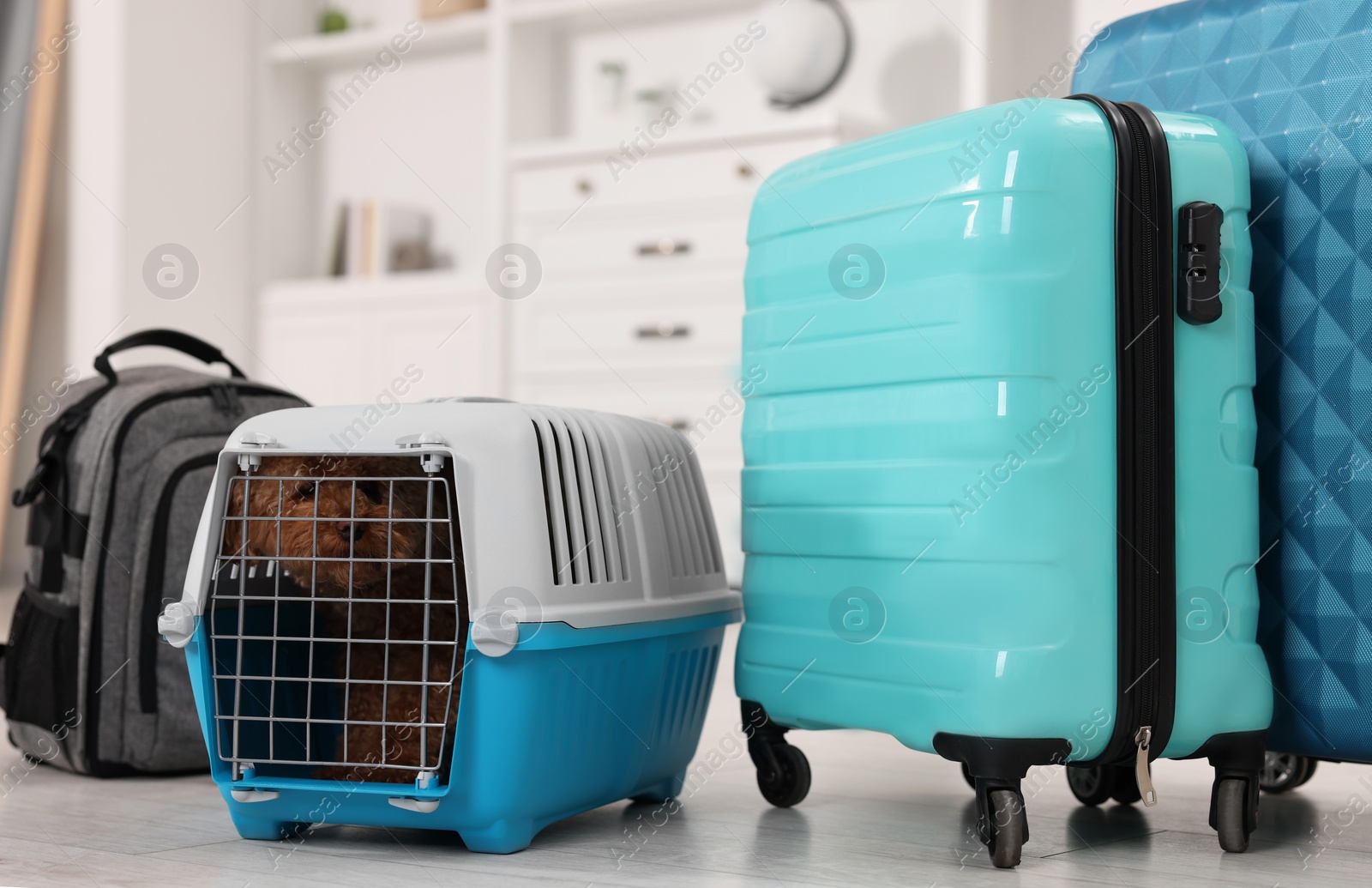 Photo of Travel with pet. Cute dog in carrier among suitcases at home