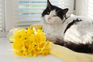 Photo of Beautiful yellow daffodils and fluffy cat on windowsill