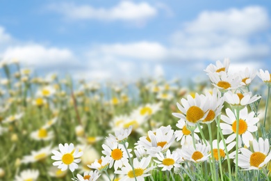 Image of Beautiful chamomile flowers outdoors on sunny day. Springtime 