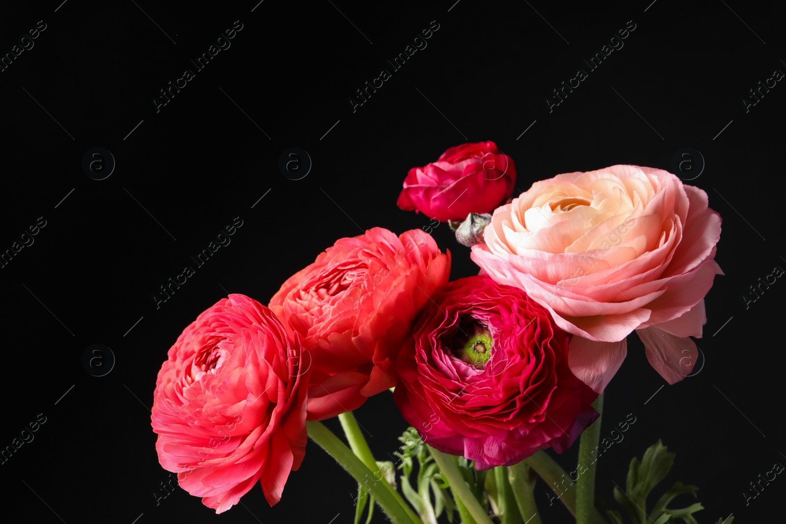 Photo of Beautiful fresh ranunculus flowers on black background