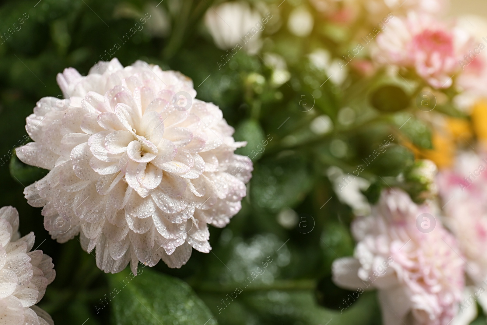 Photo of Beautiful colorful chrysanthemum flowers with water drops, closeup