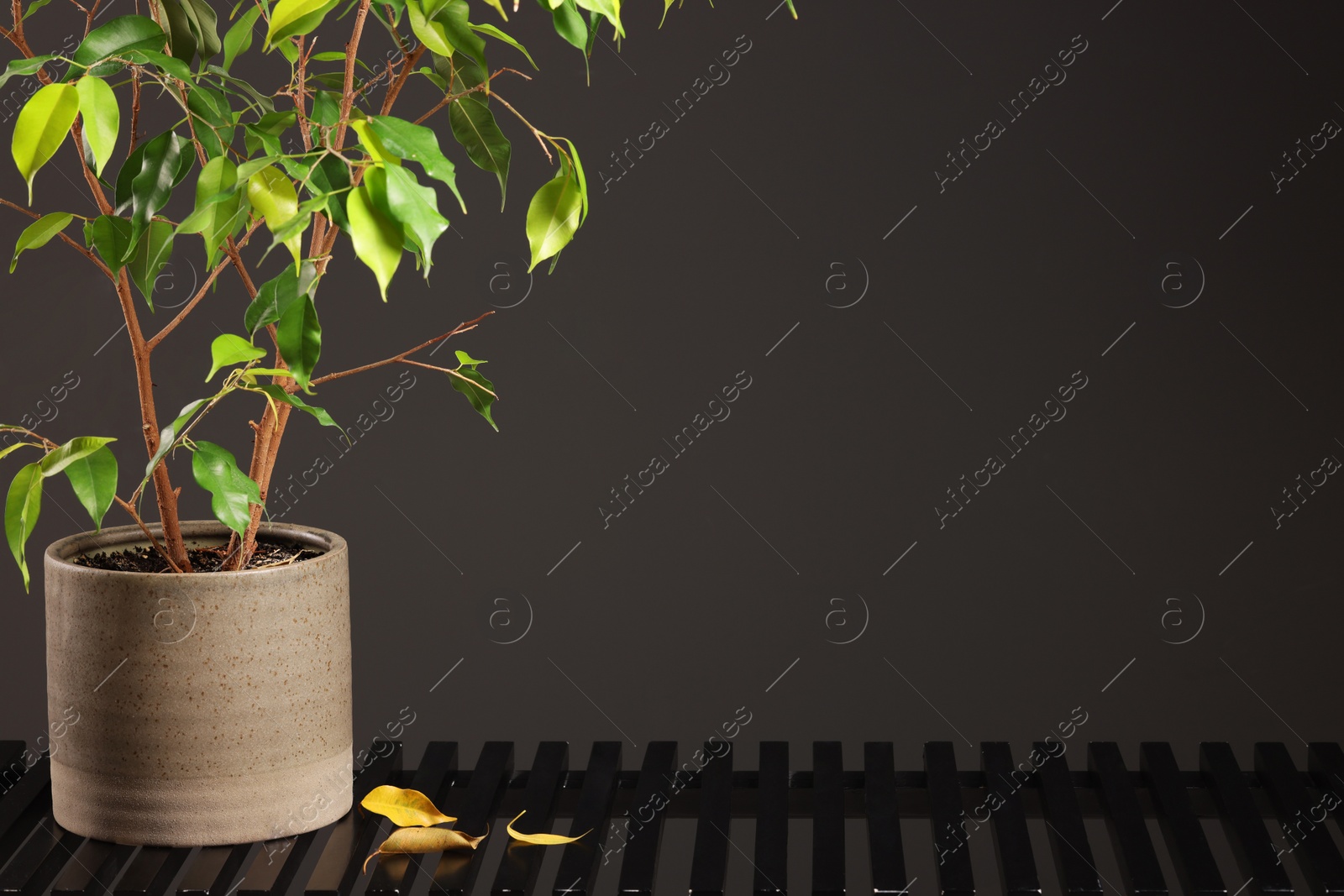 Photo of Potted houseplant with damaged leaves indoors. Space for text