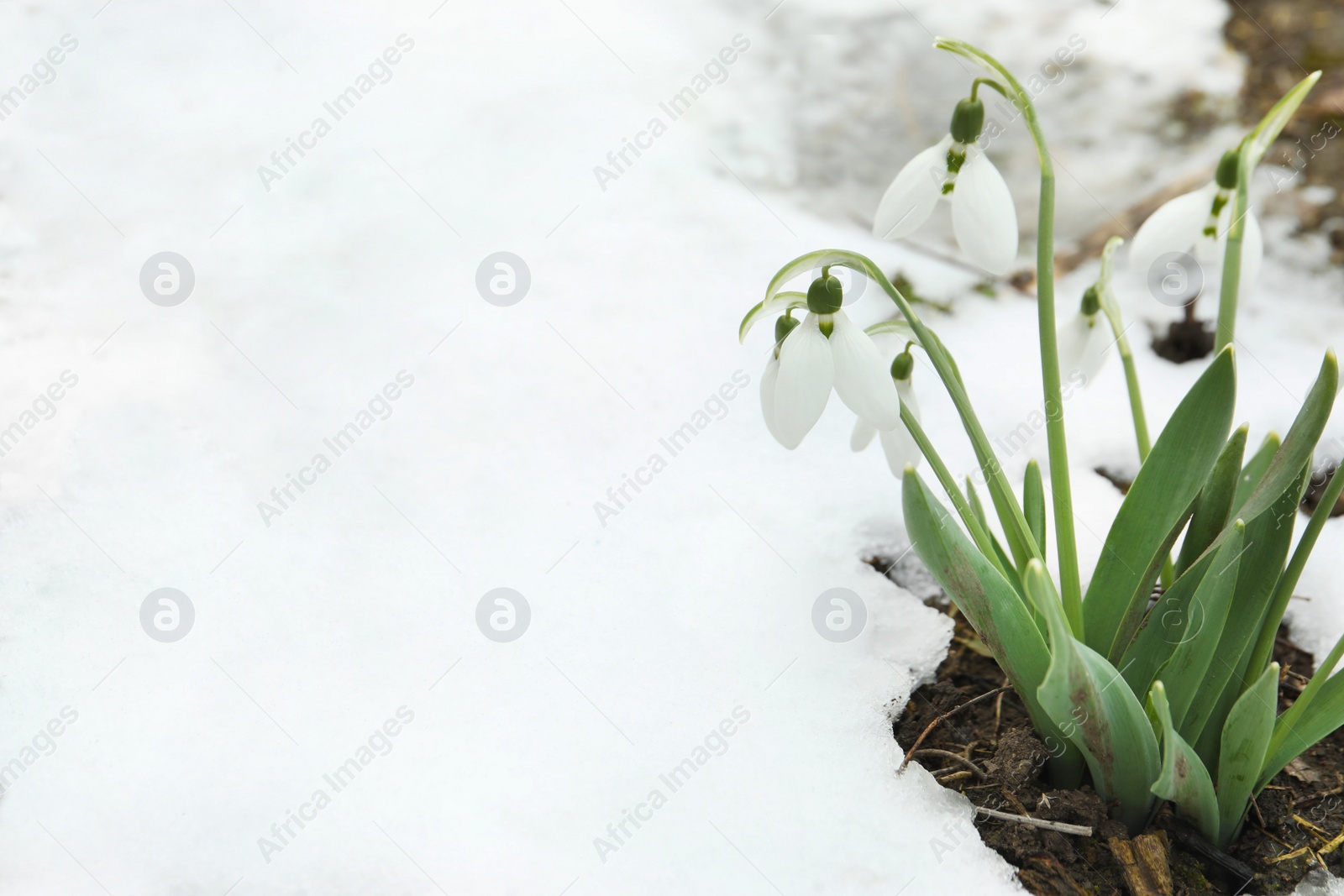 Photo of Beautiful blooming snowdrops growing outdoors, space for text. Spring flowers