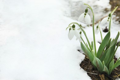 Beautiful blooming snowdrops growing outdoors, space for text. Spring flowers