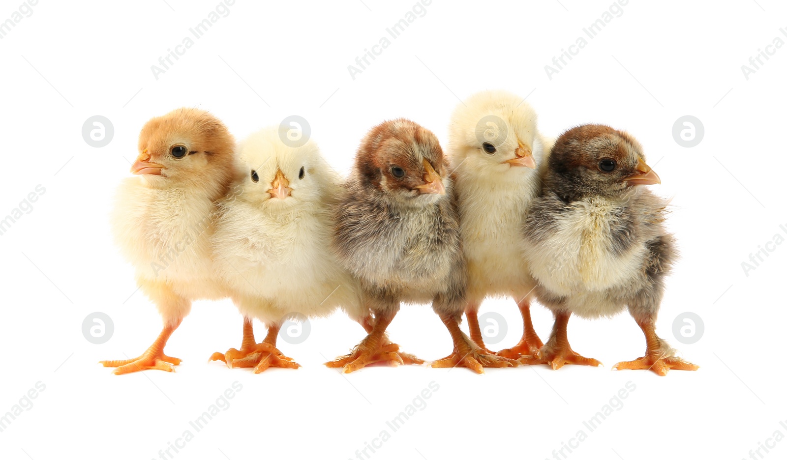 Photo of Many cute chicks isolated on white. Baby animals