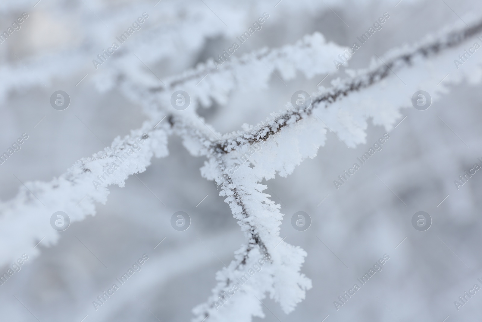 Photo of Frosty branch on blurred background, closeup. Winter season