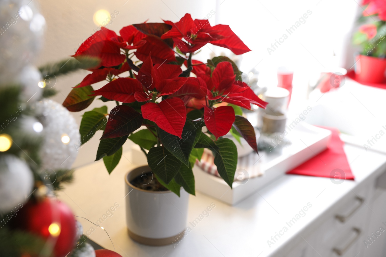 Photo of Beautiful Poinsettia on white kitchen counter. Traditional Christmas flower