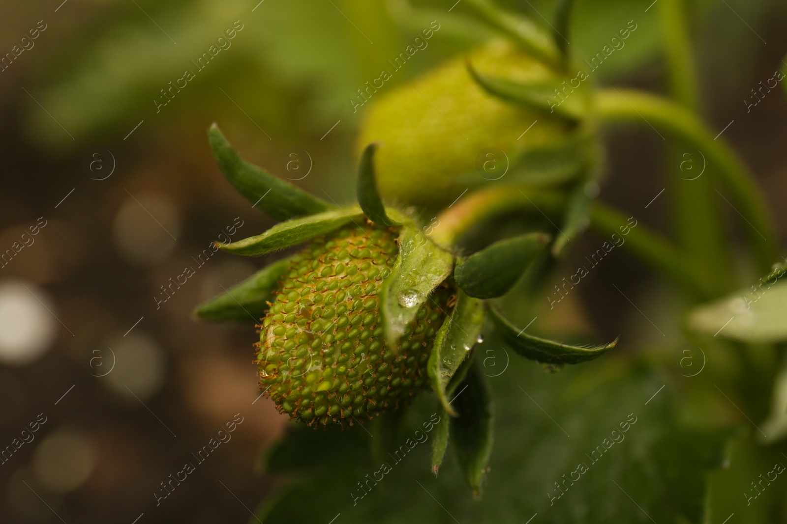 Photo of Beautiful strawberry plant with unripe fruits and water drops on blurred background, closeup