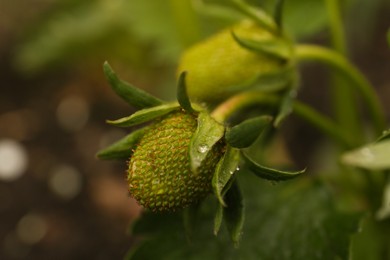 Beautiful strawberry plant with unripe fruits and water drops on blurred background, closeup