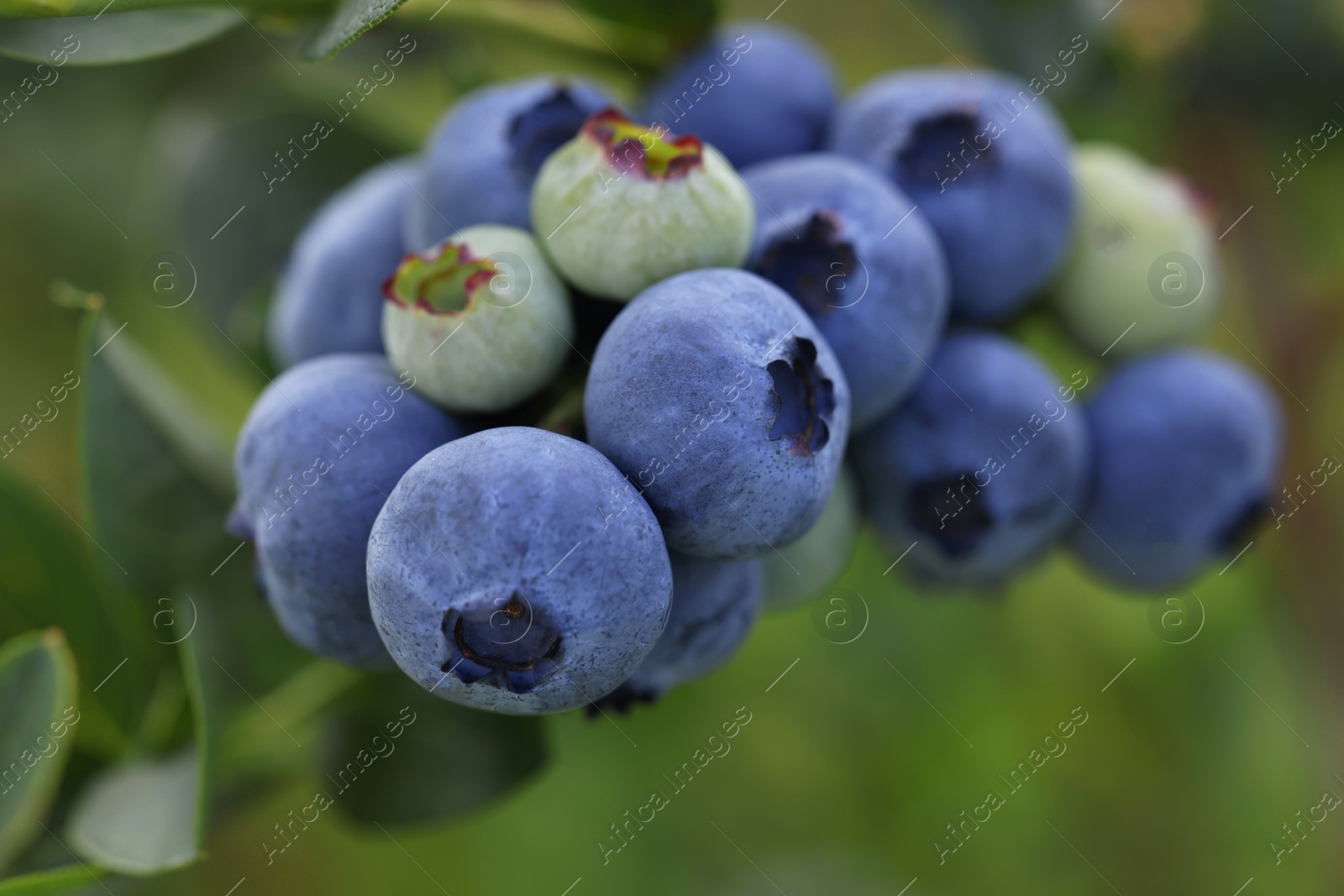 Photo of Wild blueberries growing outdoors, closeup. Seasonal berries