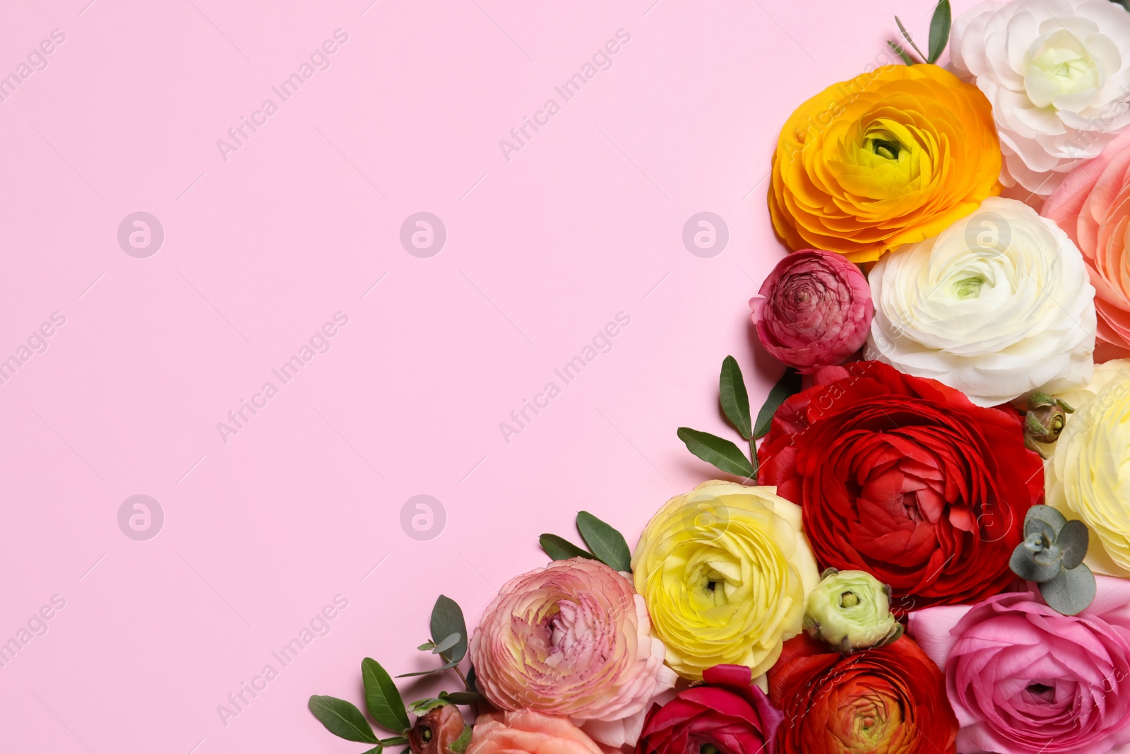 Photo of Beautiful ranunculus flowers on pink background, flat lay. Space for text