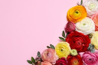 Photo of Beautiful ranunculus flowers on pink background, flat lay. Space for text