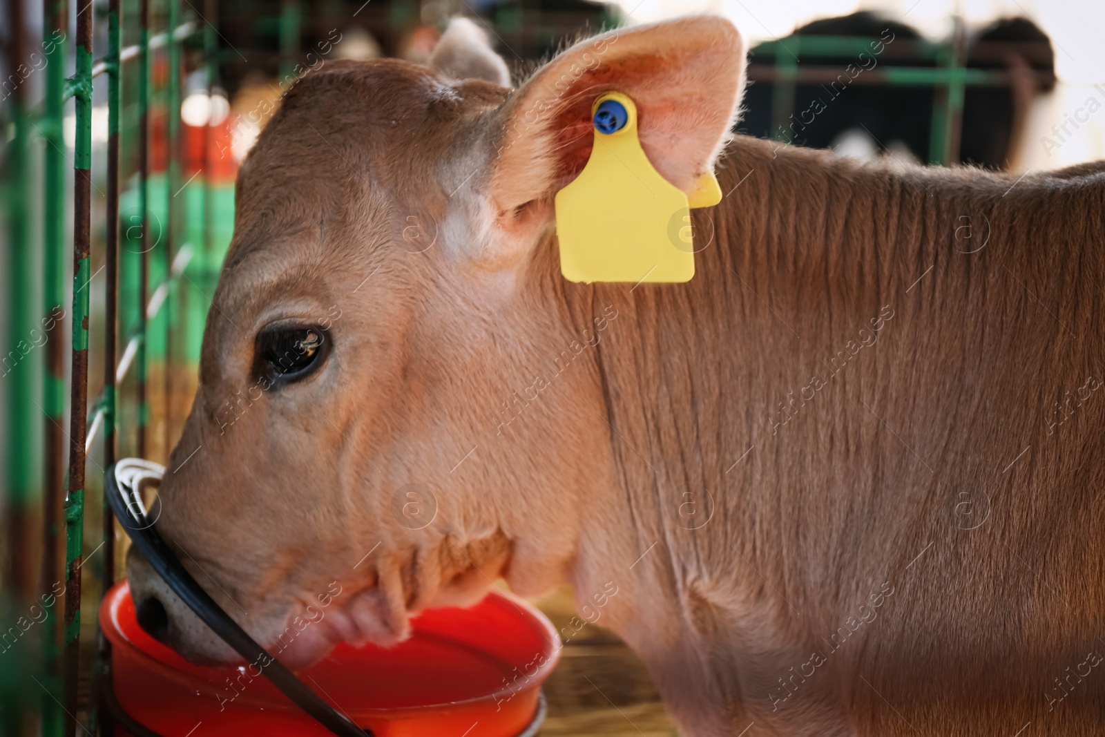 Photo of Pretty little calf near fence on farm, closeup. Animal husbandry