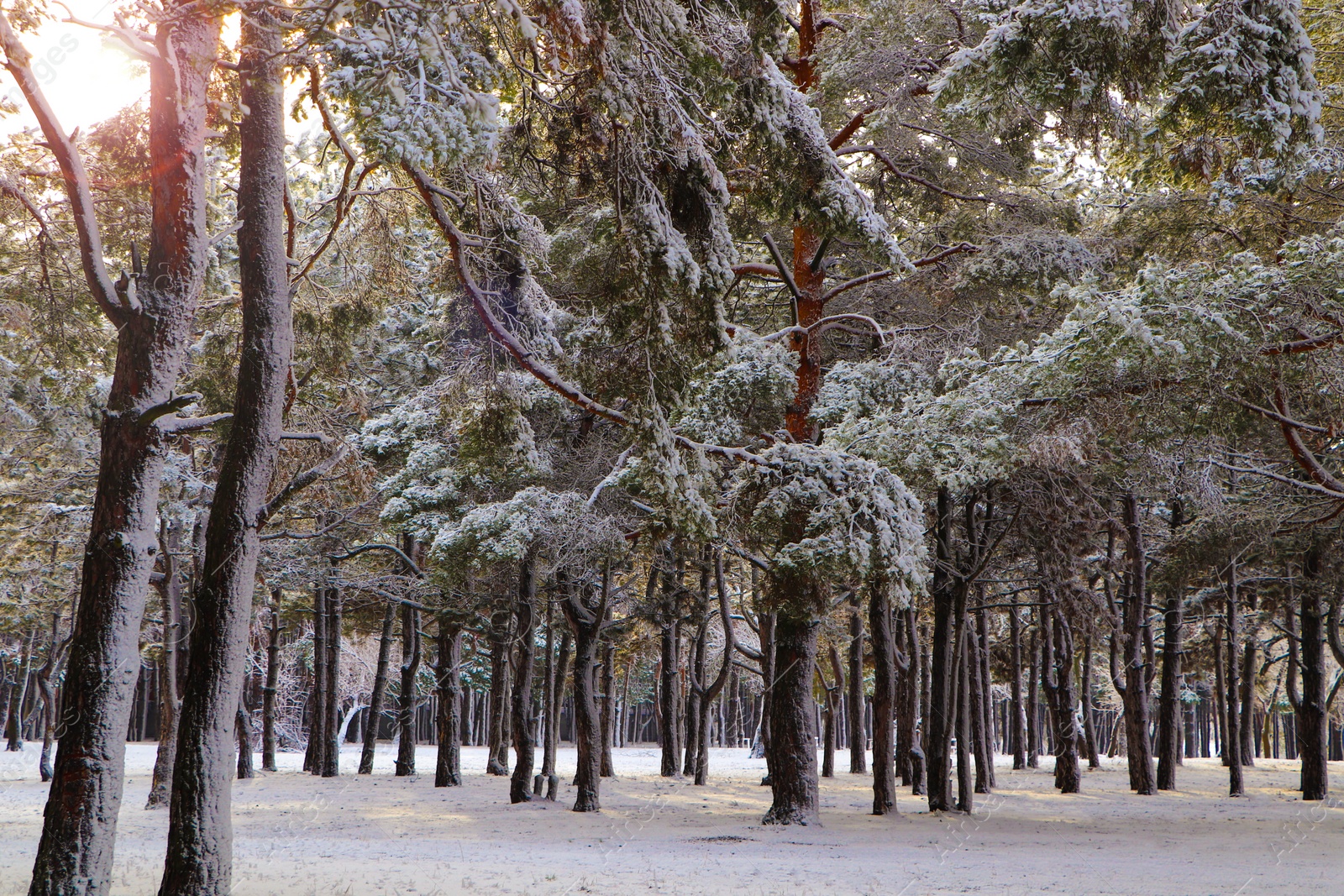 Photo of Picturesque view of beautiful forest covered with snow