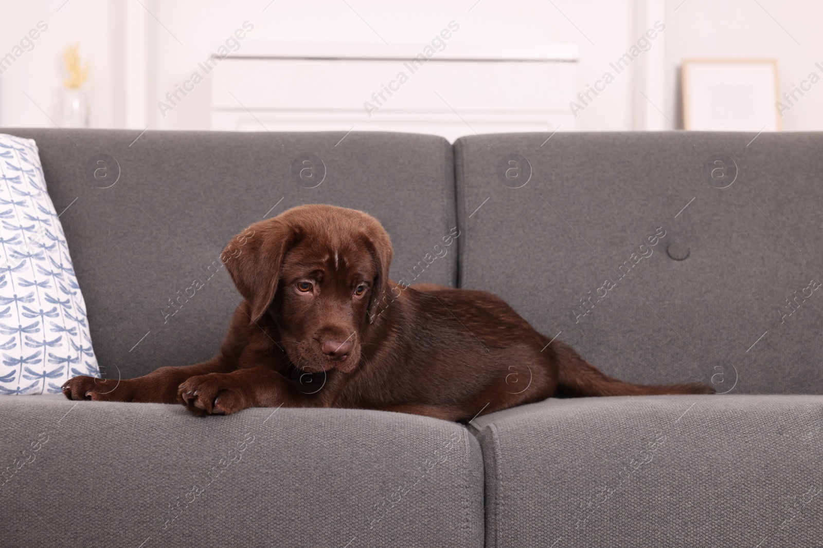 Photo of Cute chocolate Labrador Retriever puppy on sofa at home. Lovely pet